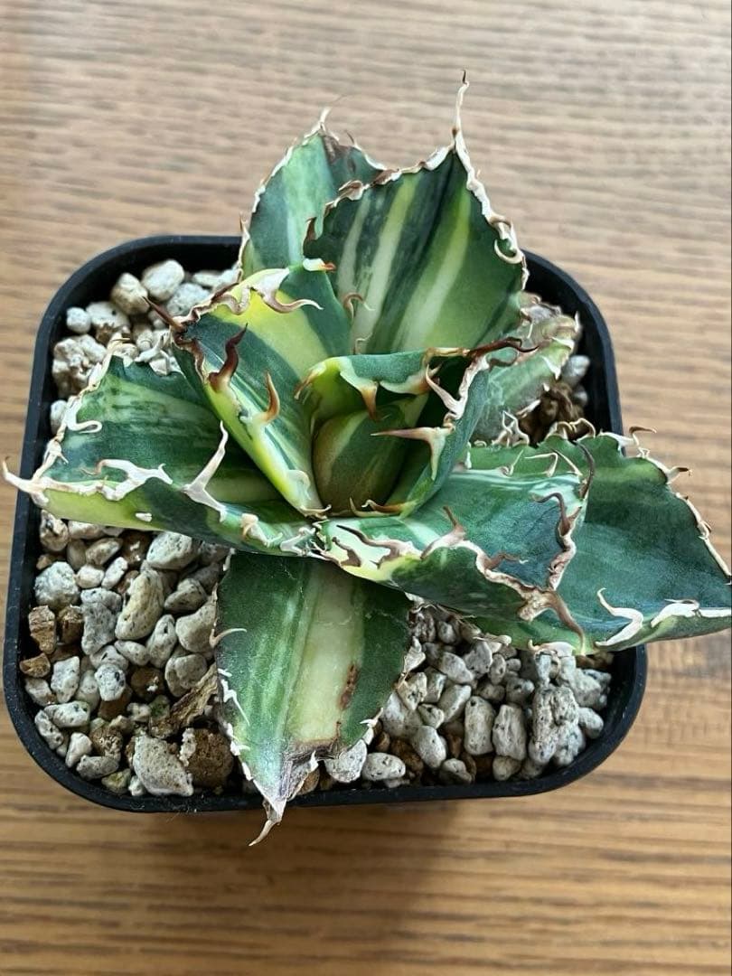 【鉢ごと発送】特大　美株　縞斑　アガべ　チタノタ　白鯨錦　TC