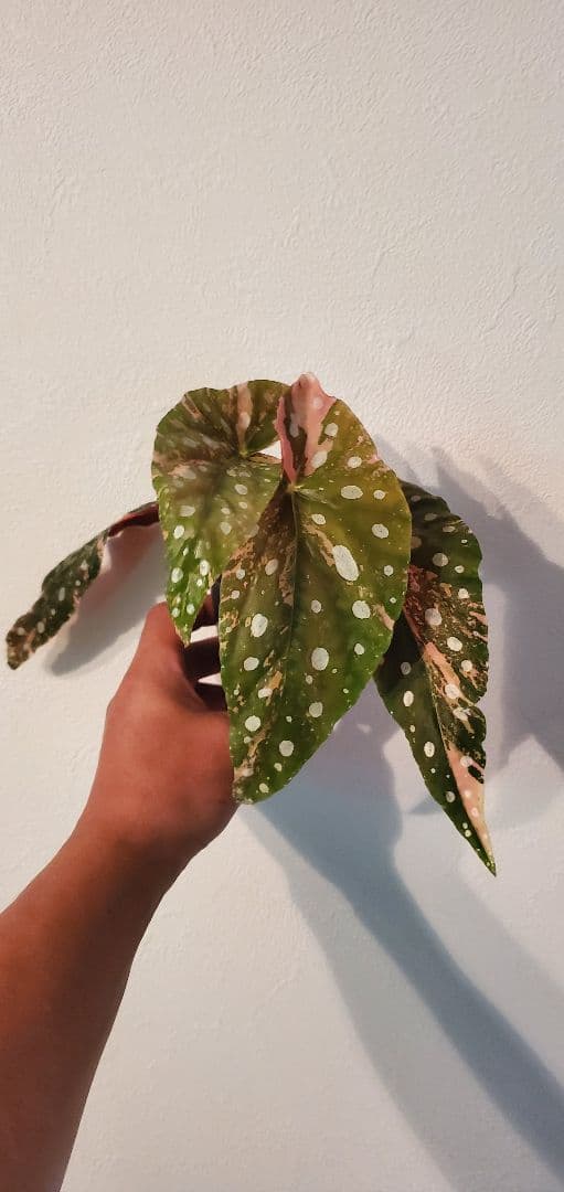 ベゴニア・マクラータ（Begonia maculata）斑入り株の出品です。