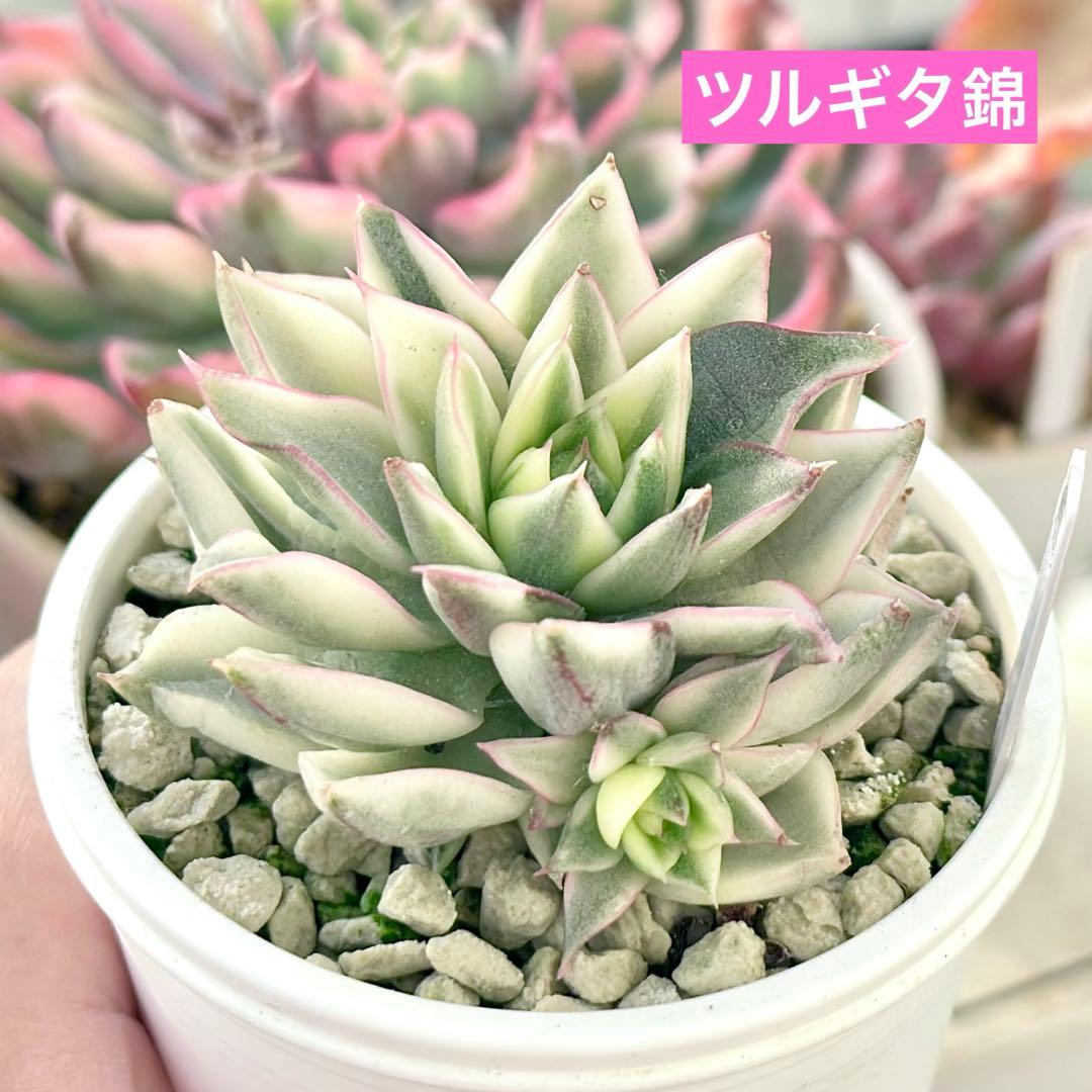 【激レア@3980】ツルギダ錦(カキコ)