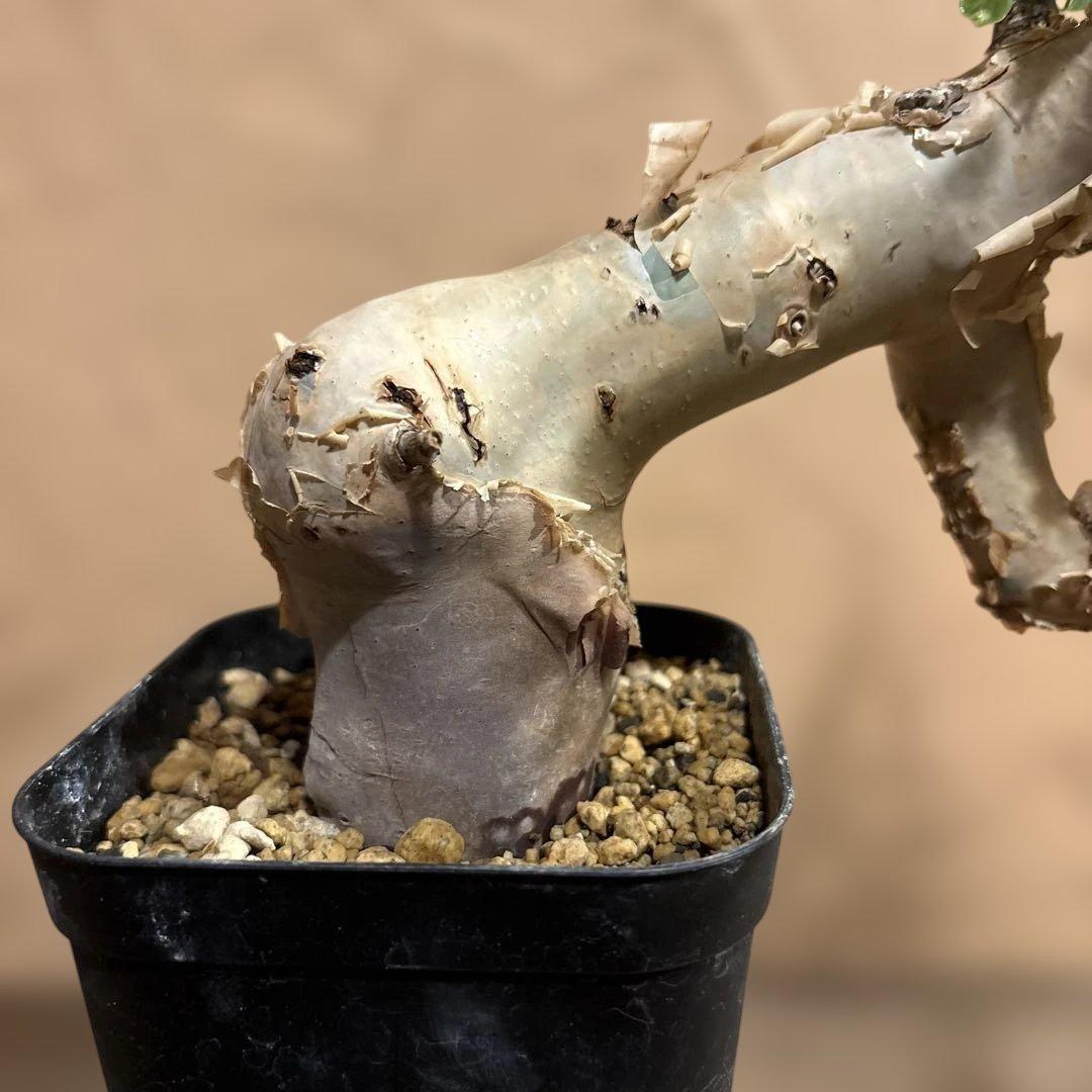 【発根済】cコミフォラカタフ ピュア ソマリア産