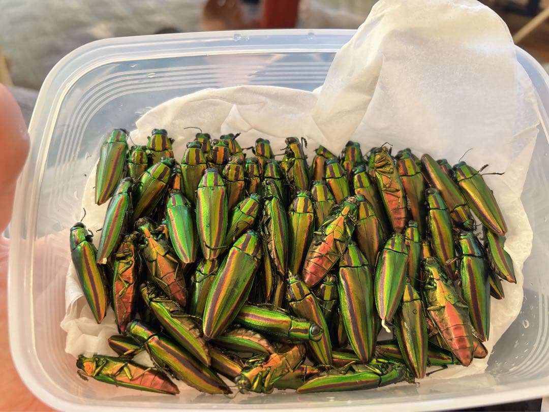 ジ*ン様 昆虫標本 緑色と金色の光沢 タマムシ約50匹