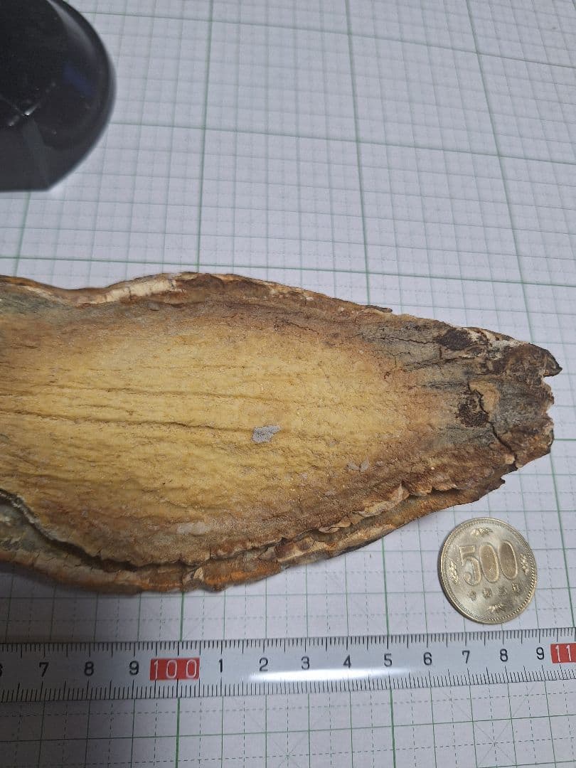 ☆マンモスの臼歯 化石 長いところ約16.5cm/約219.8gになります。