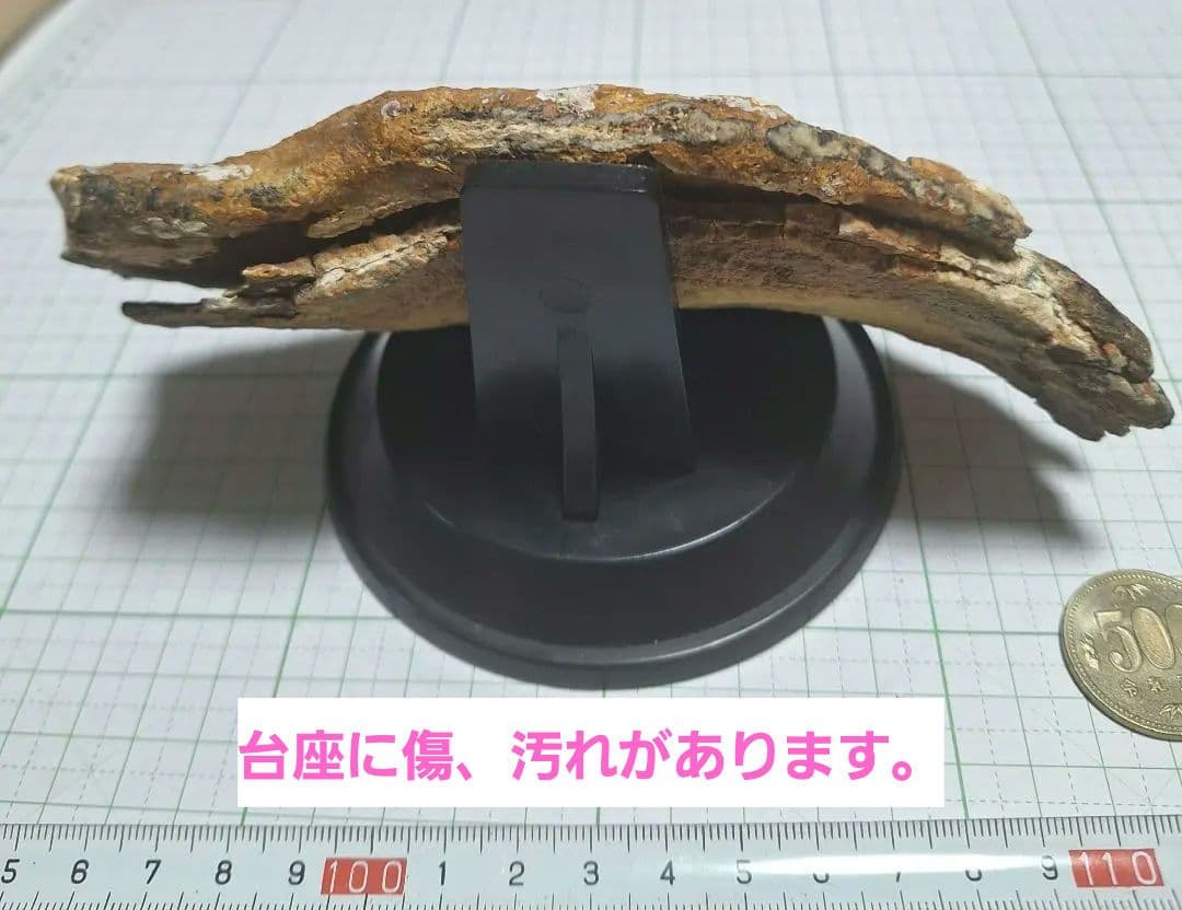 ☆マンモスの臼歯 化石 長いところ約16.5cm/約219.8gになります。