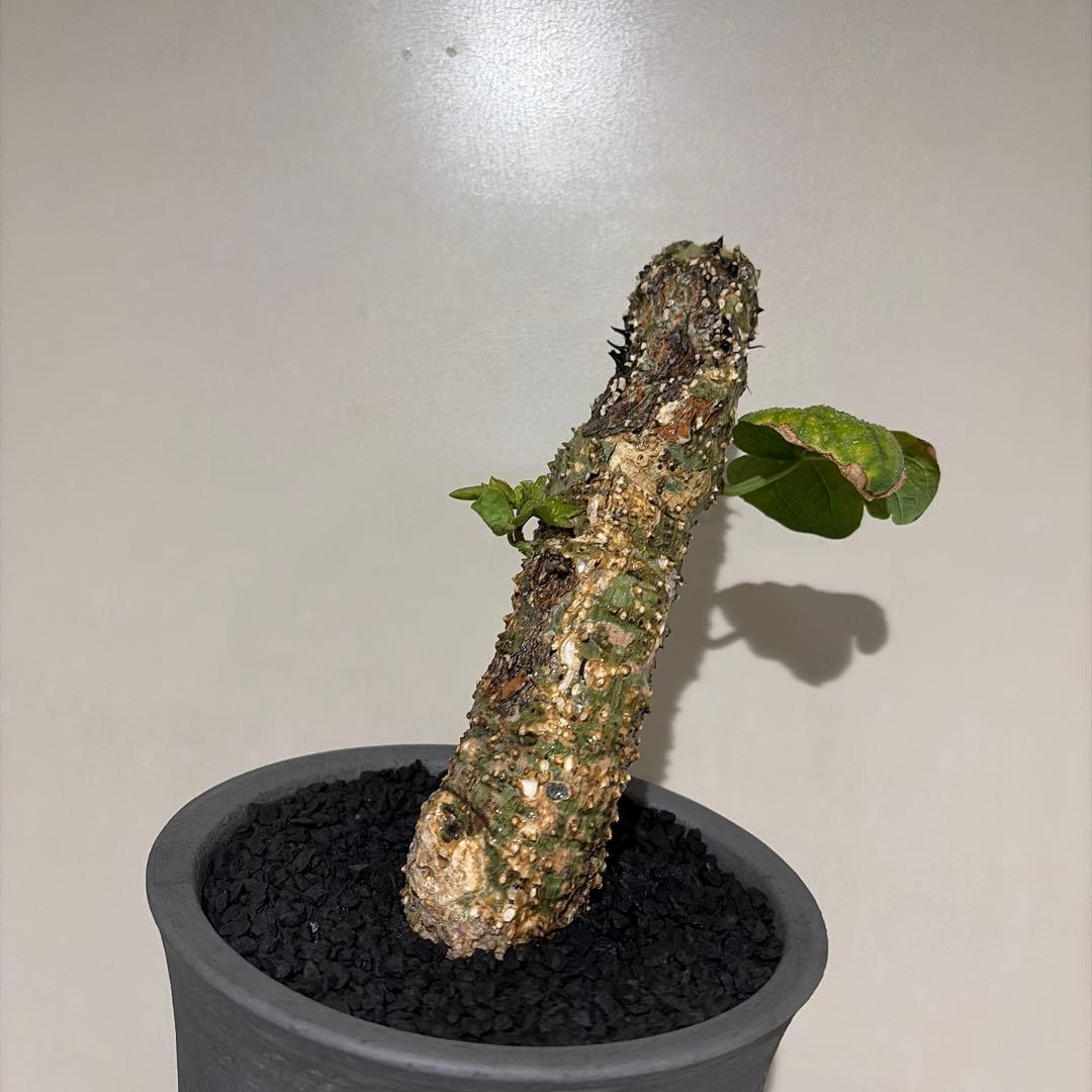 アデニア アクレアータ adenia aculeata 現地球 発根済