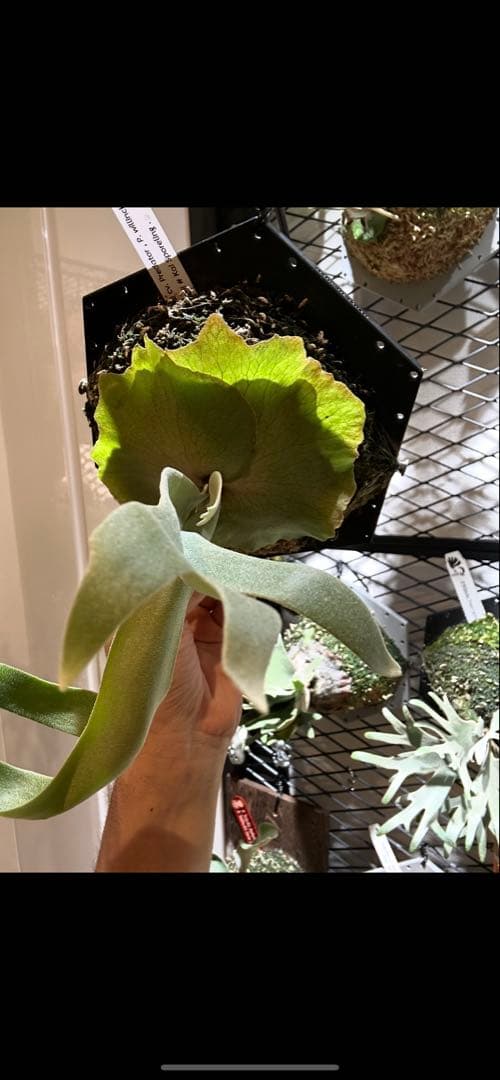 ビカクシダ willinckii mix spore Predator, SPA,Kai