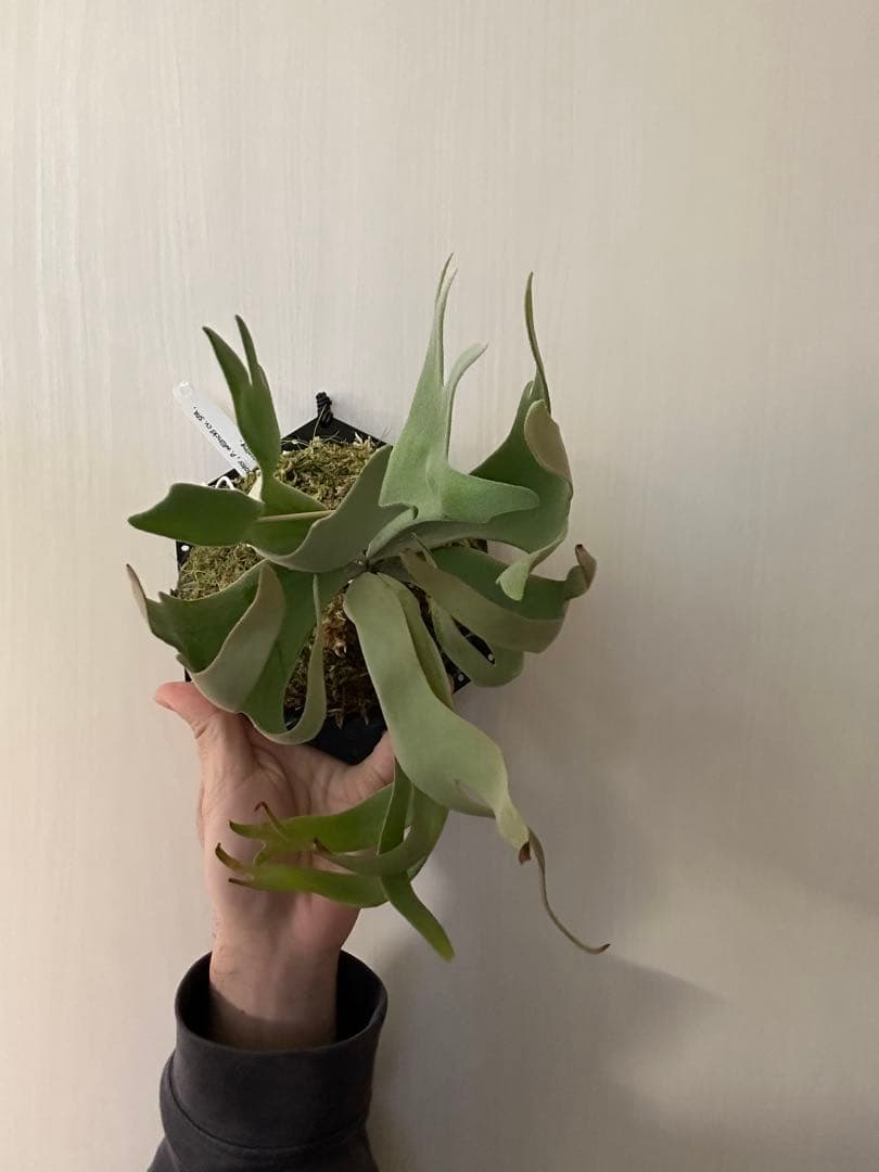 ビカクシダ willinckii mix spore Predator, SPA,Kai