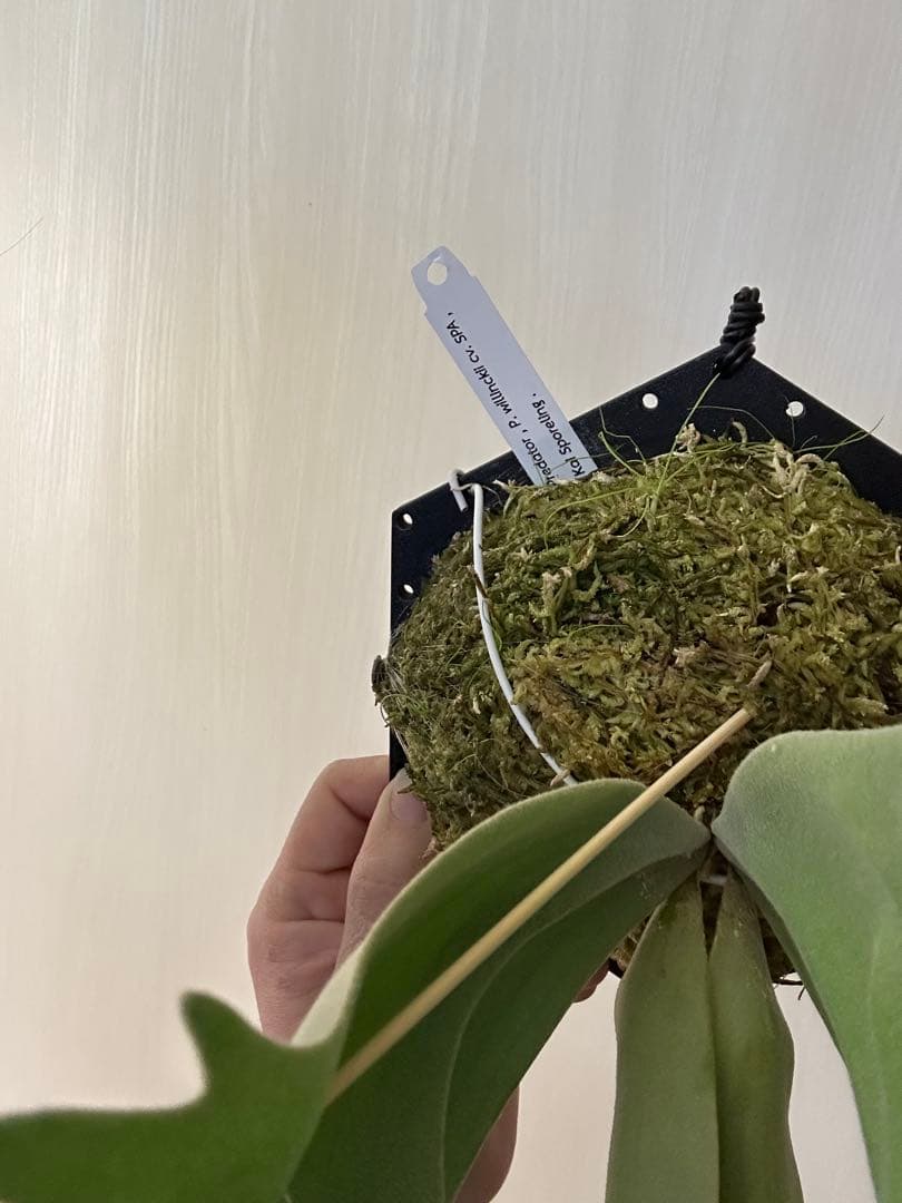 ビカクシダ willinckii mix spore Predator, SPA,Kai