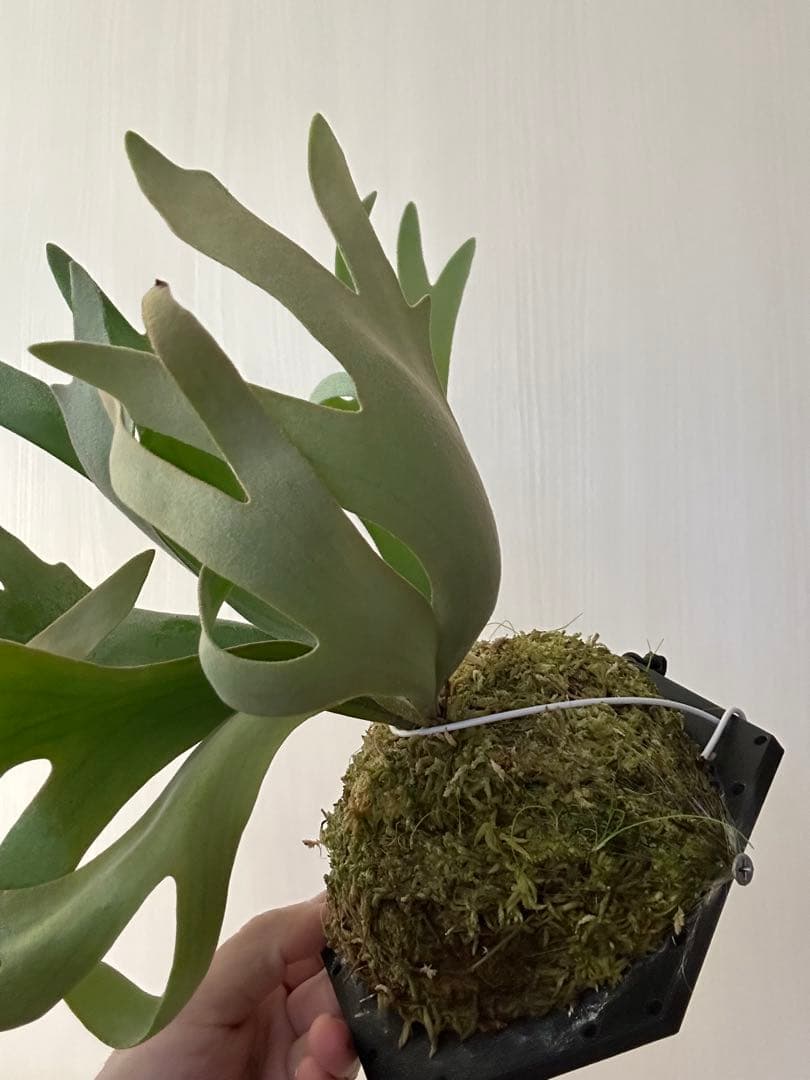 ビカクシダ willinckii mix spore Predator, SPA,Kai