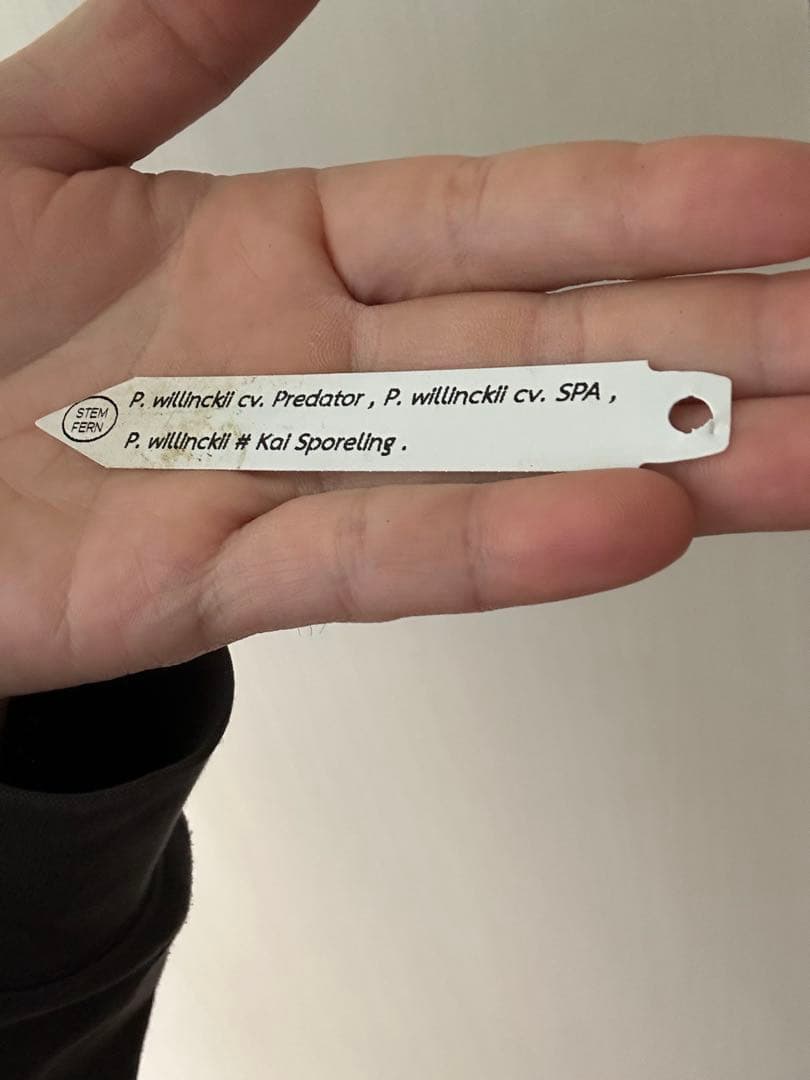 ビカクシダ willinckii mix spore Predator, SPA,Kai