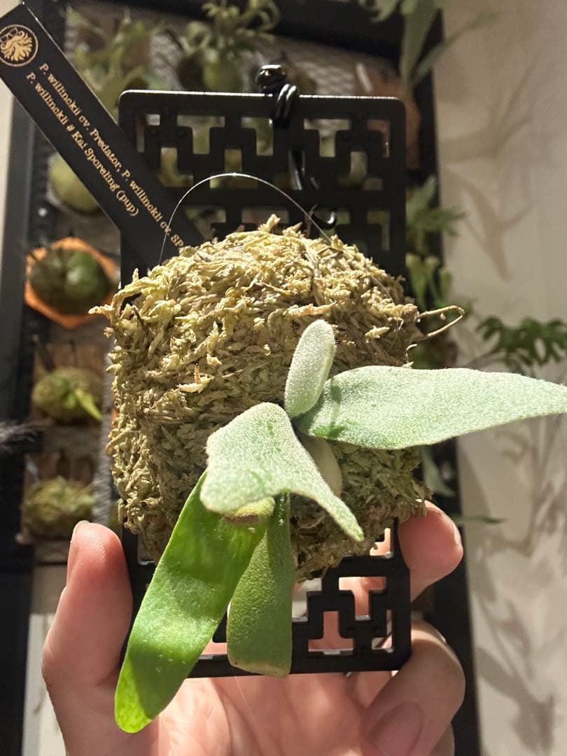 ビカクシダ willinckii mix spore Predator, SPA,Kai