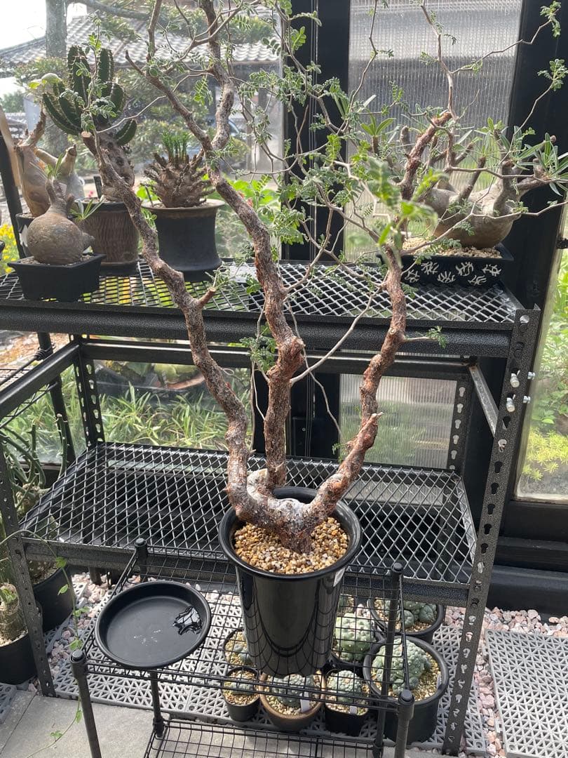 コミフォラ モンストローサ Commiphora Monstruosa