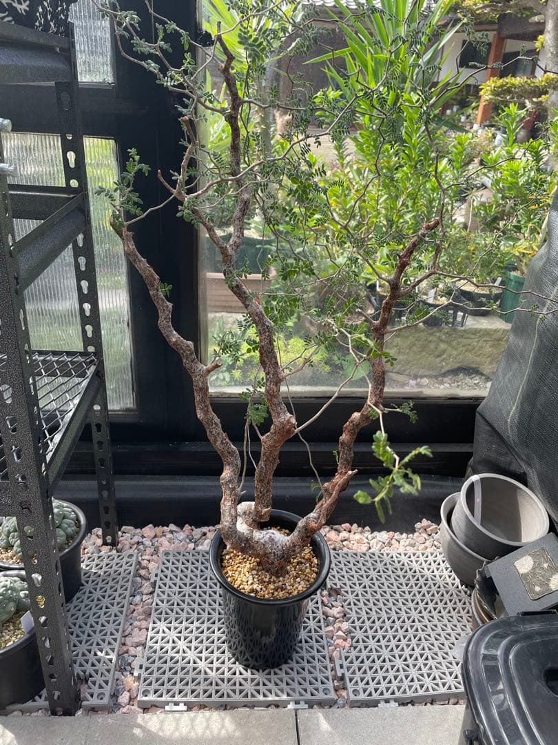 コミフォラ モンストローサ Commiphora Monstruosa