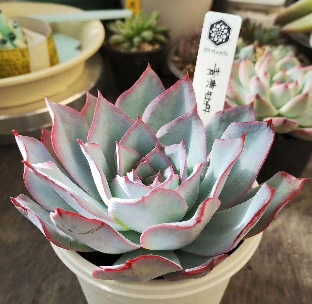 多肉172　青典牡丹　札付き　オーズプランツ苗　ポットごとメルカリ便