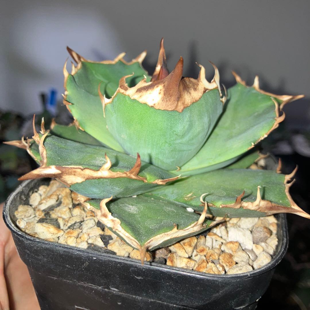 アガベ　トリケラトプス