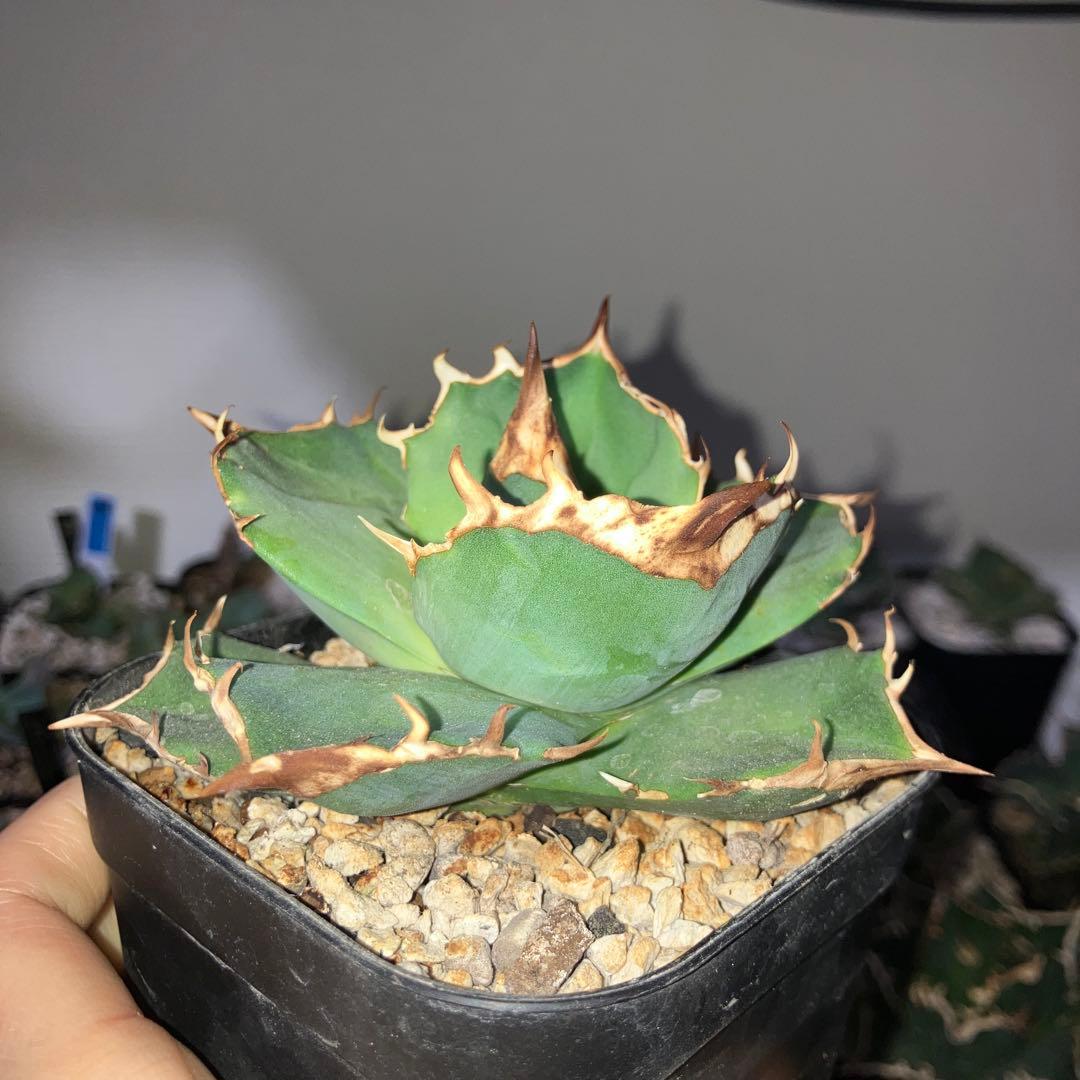 アガベ　トリケラトプス