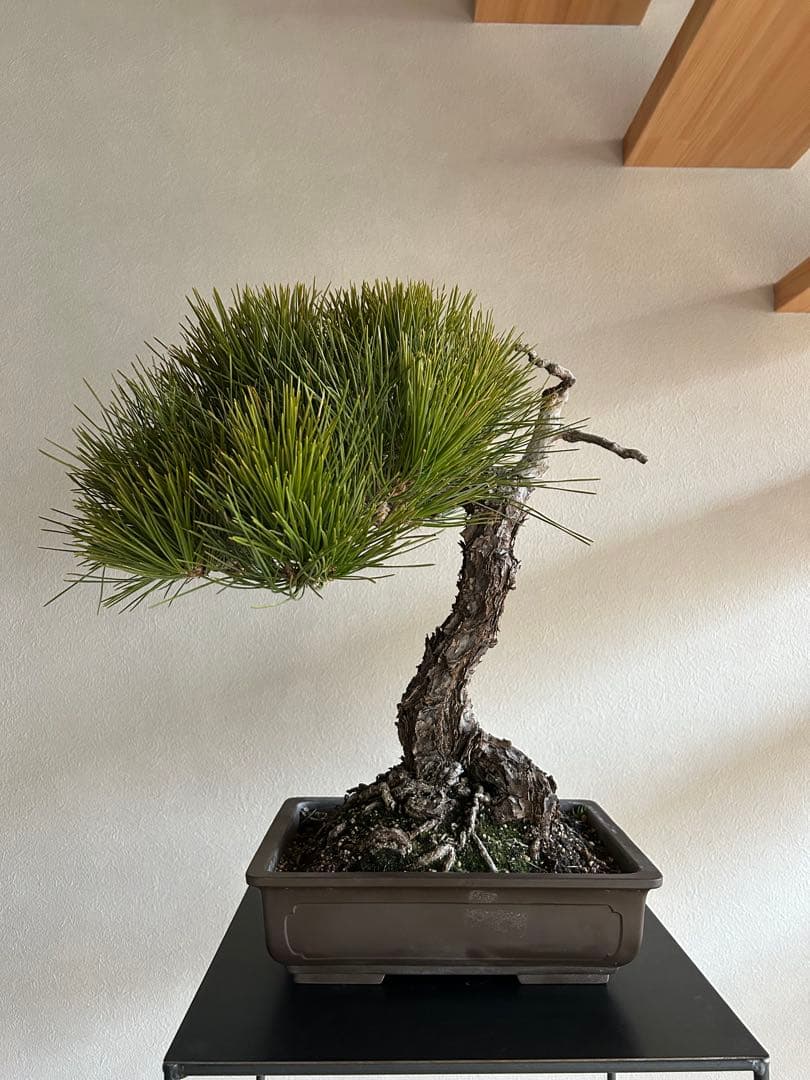 黒松　盆栽　中品　激古