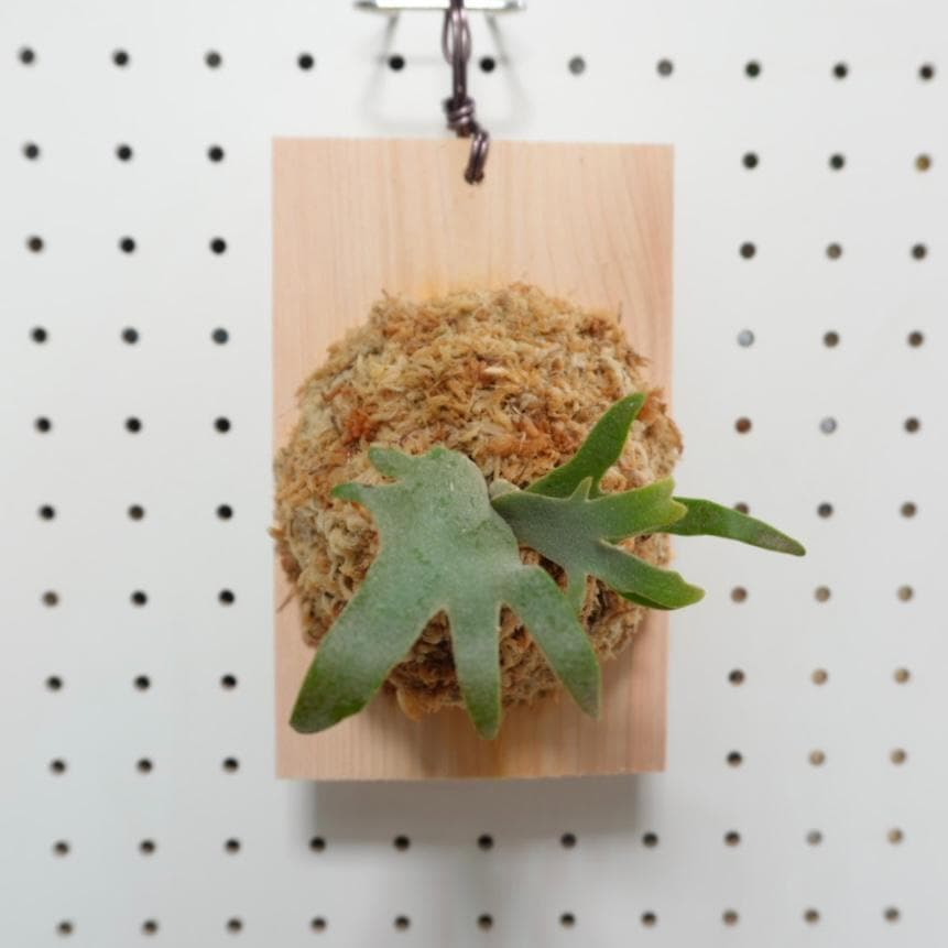 ビカクシダ OMG ウィリンキードワーフ 板付 O-8