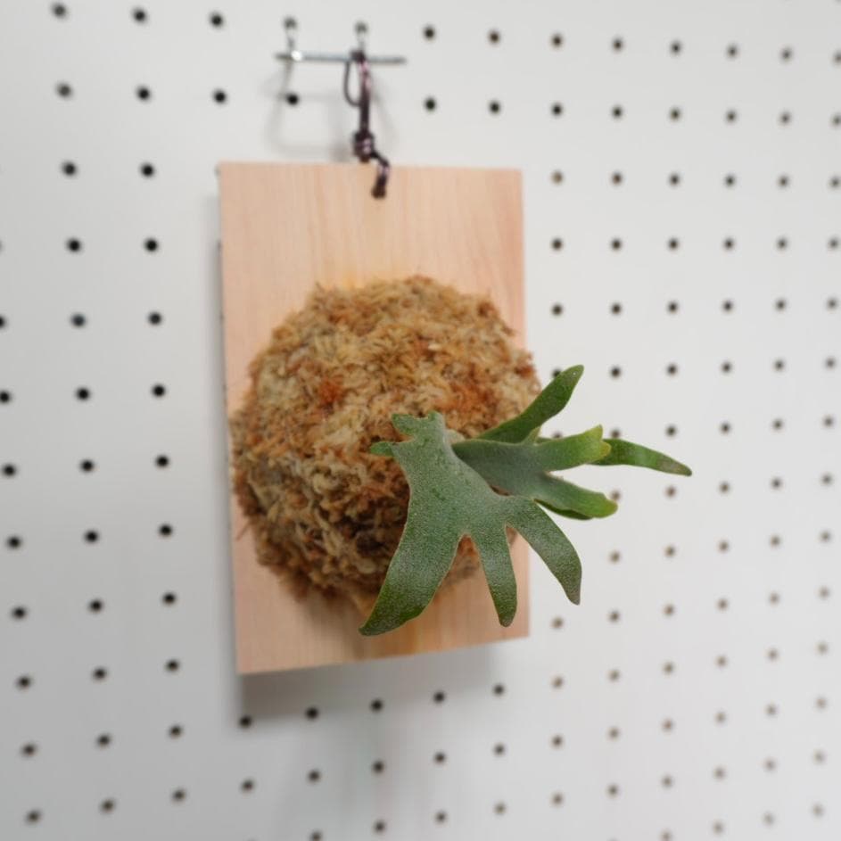 ビカクシダ OMG ウィリンキードワーフ 板付 O-8