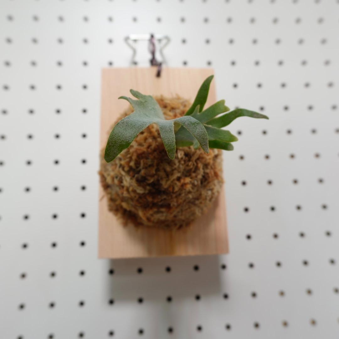 ビカクシダ OMG ウィリンキードワーフ 板付 O-8