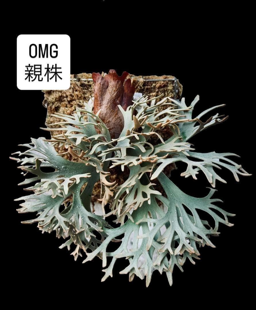 ビカクシダ OMG ウィリンキードワーフ 板付 O-8