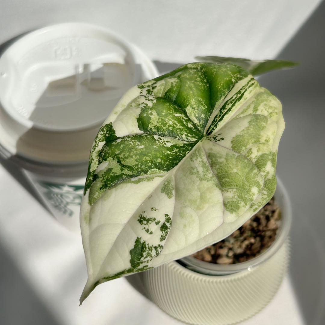 Alocasia Dragon Scale Variegata 【7】