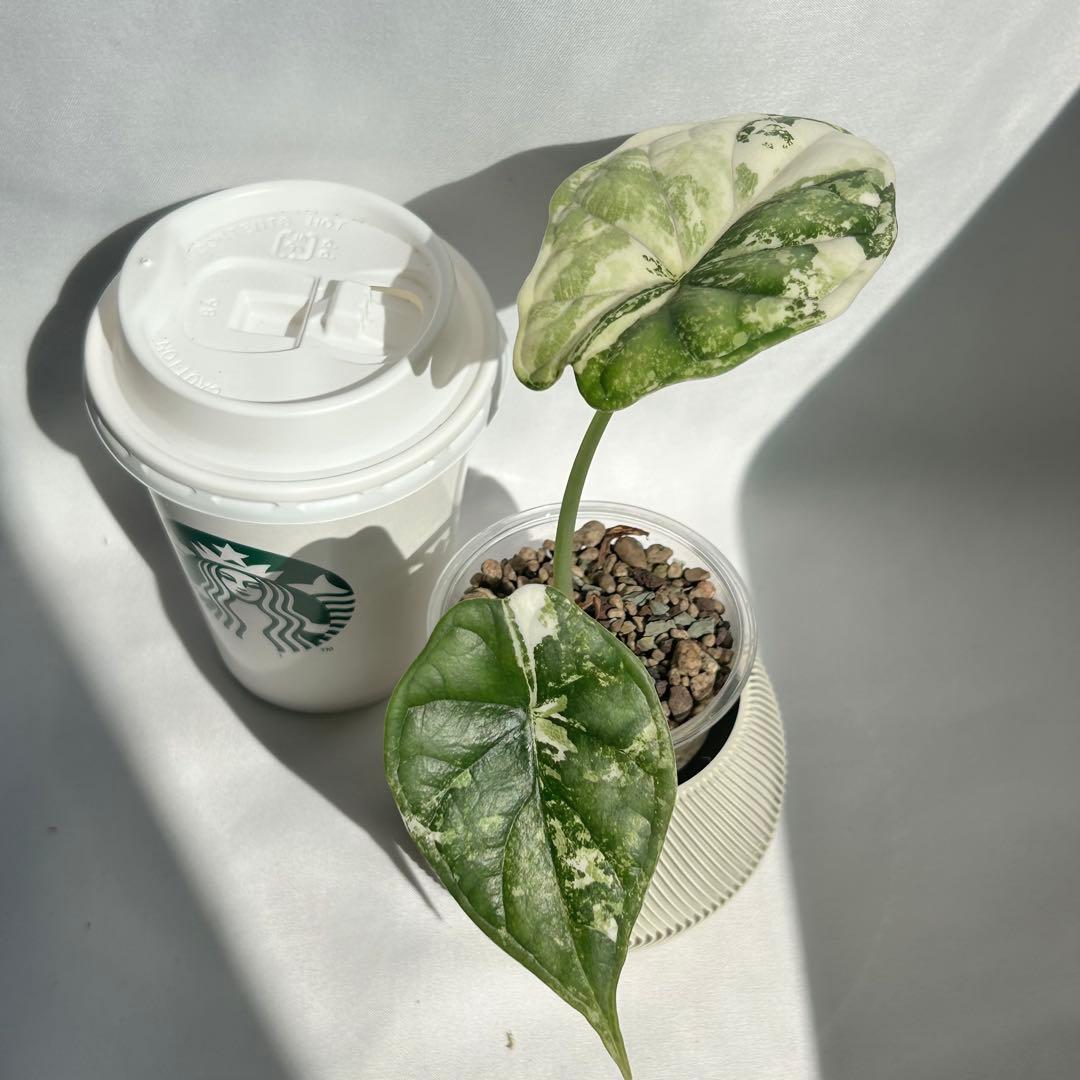 Alocasia Dragon Scale Variegata 【7】