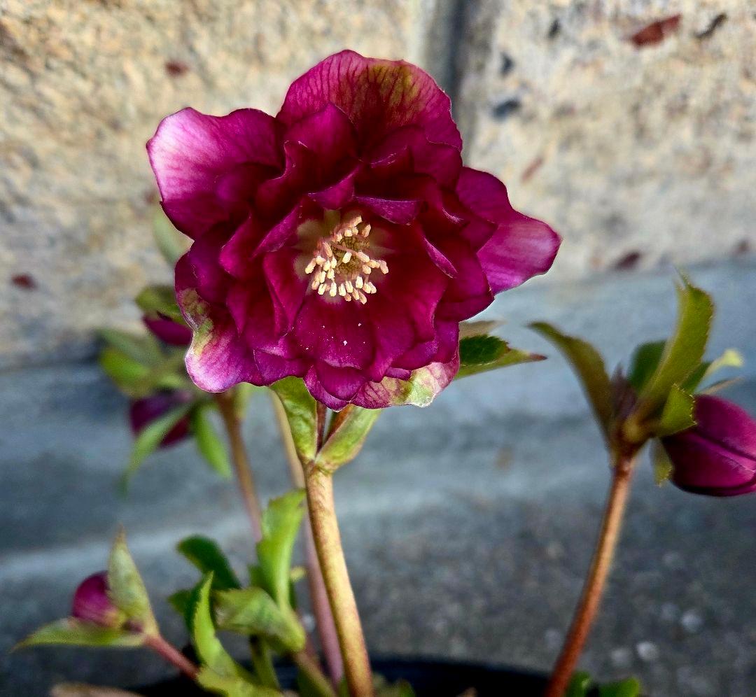 クリスマスローズ　グロッシーカラー