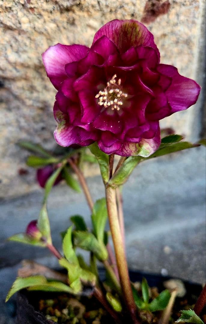 クリスマスローズ　グロッシーカラー