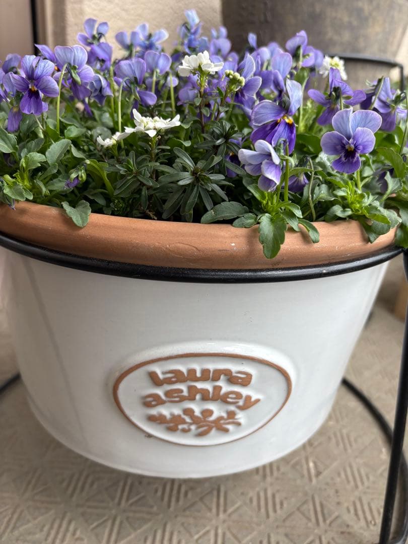 ブルージャスミンのおしゃれな鉢植え大型・スタンド付★ LAURA ASHLEY鉢