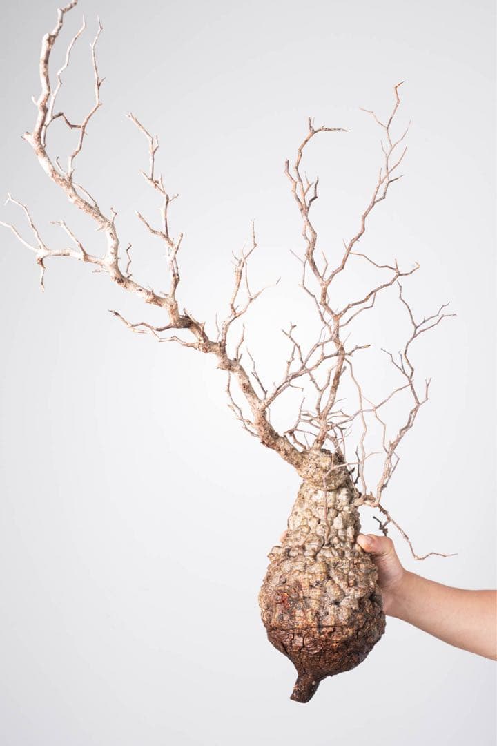 IP99 オペルクリカリア パキプス コーデックス ベアルート株