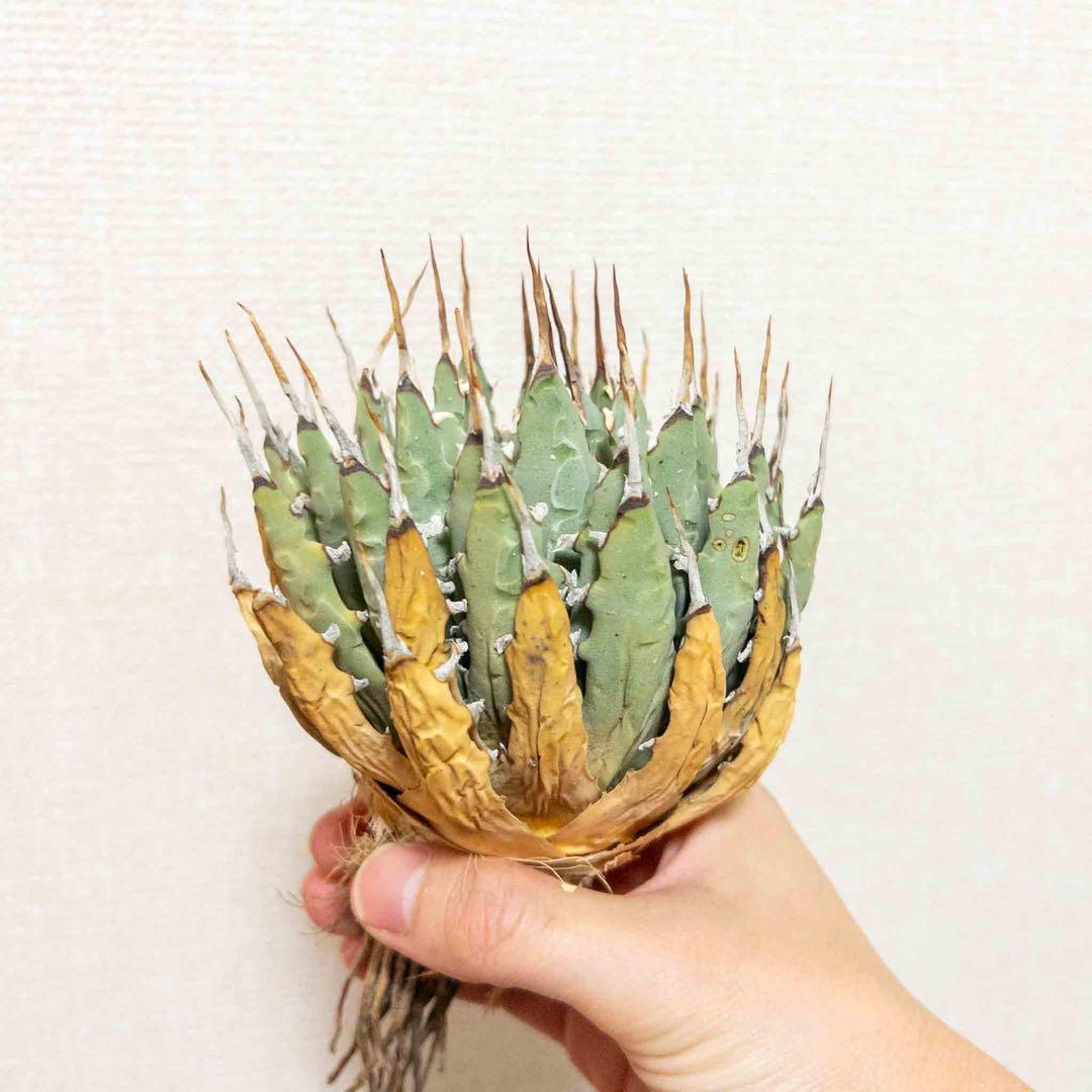 39 ユタエンシス エボリスピナ 現地株 ベアルート 陽炎 アガベ