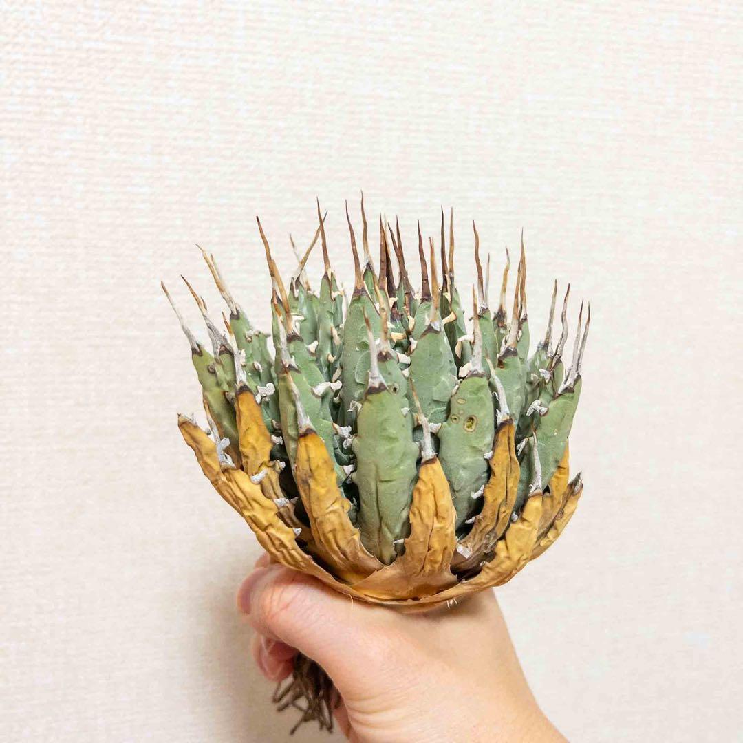 39 ユタエンシス エボリスピナ 現地株 ベアルート 陽炎 アガベ