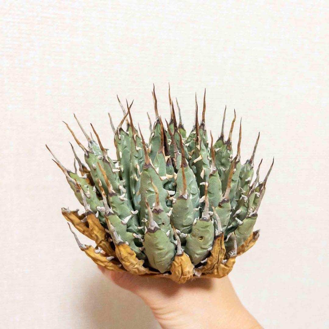 39 ユタエンシス エボリスピナ 現地株 ベアルート 陽炎 アガベ