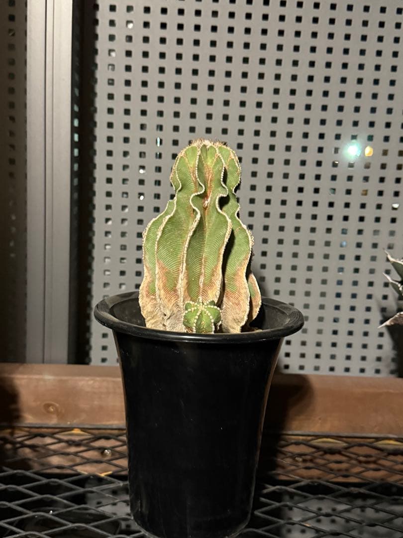 アズテキウム　ヒントニー　国内実生　大株