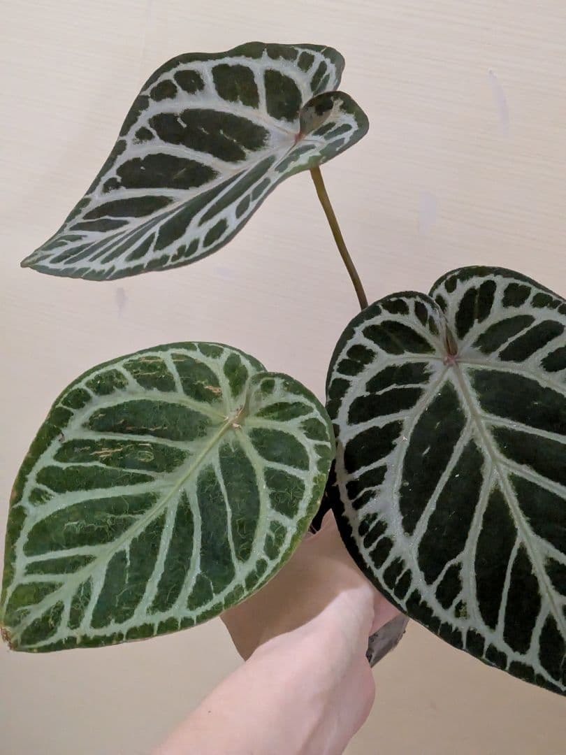 Anthurium アンスリウム　レッドクリスタリナム × KOS