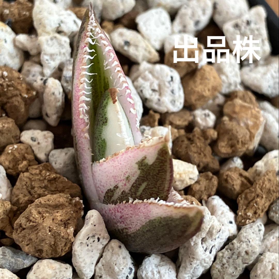 【鉢ごと発送】希少　発根済　安定株　アガべ　チタノタ　豆豆龍錦　TC 白覆輪