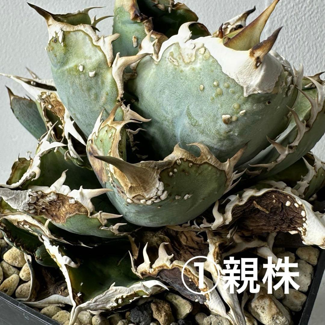 【初出】 オテロイ スタッズタイプ セット ※バラ売り 検）冰雹、麻花龍