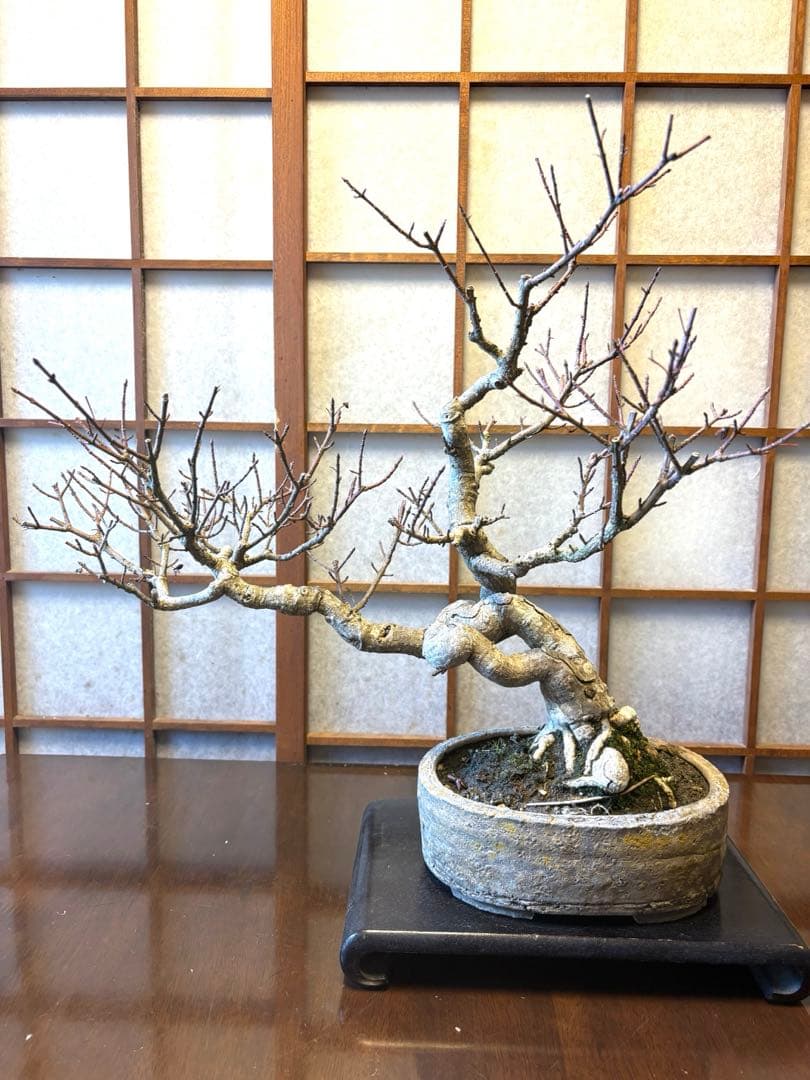マユミ盆栽❗️真弓盆栽！古木❗️毎年実が沢山なります！鉢は作家物、一点物。雑木盆栽
