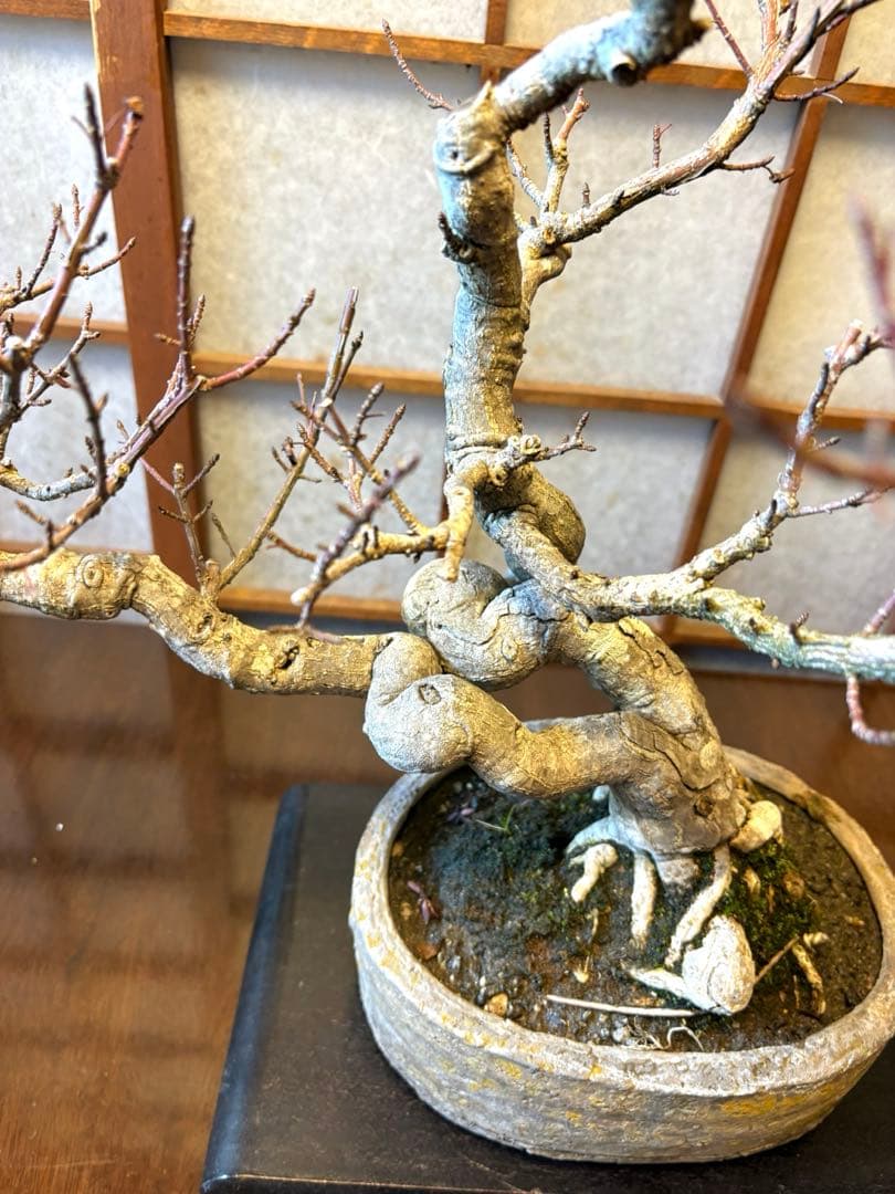 マユミ盆栽❗️真弓盆栽！古木❗️毎年実が沢山なります！鉢は作家物、一点物。雑木盆栽