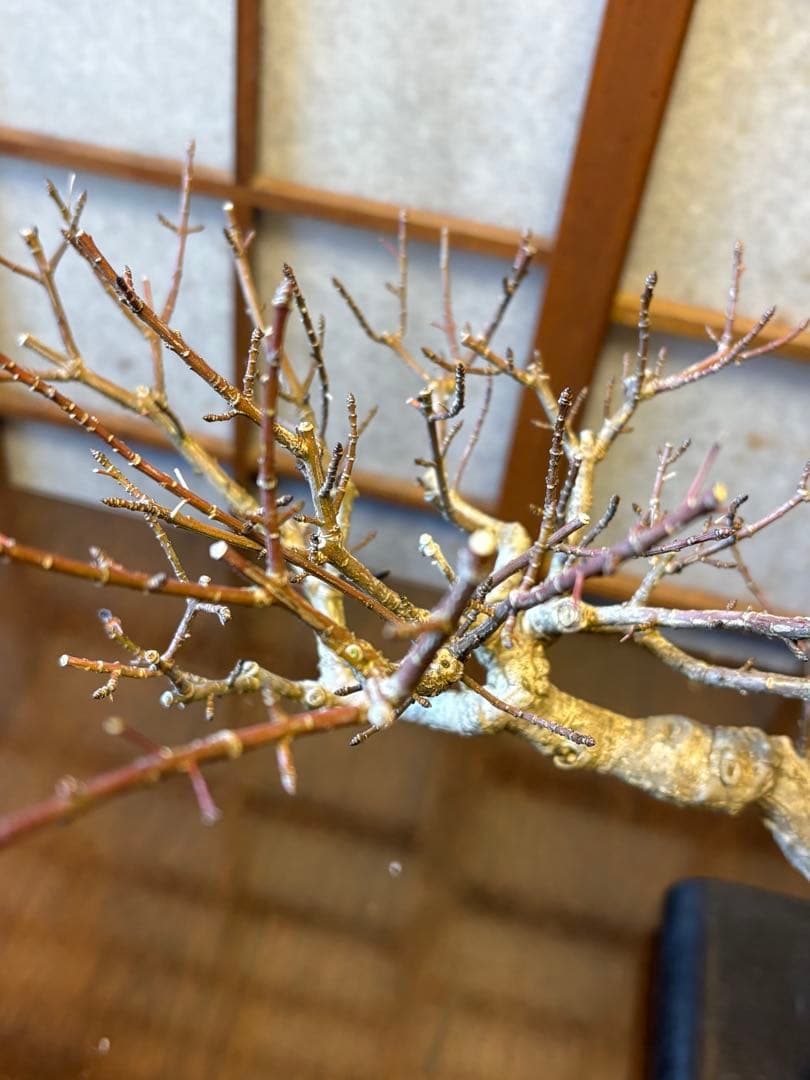 マユミ盆栽❗️真弓盆栽！古木❗️毎年実が沢山なります！鉢は作家物、一点物。雑木盆栽