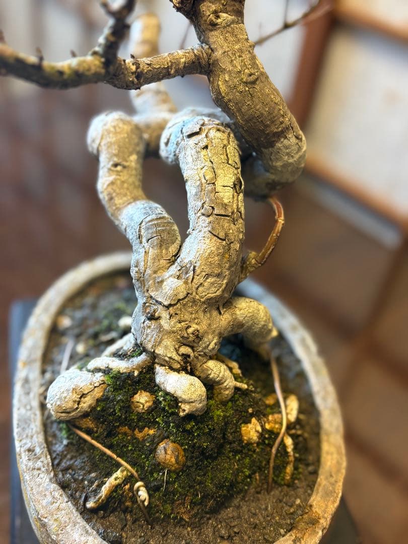 マユミ盆栽❗️真弓盆栽！古木❗️毎年実が沢山なります！鉢は作家物、一点物。雑木盆栽