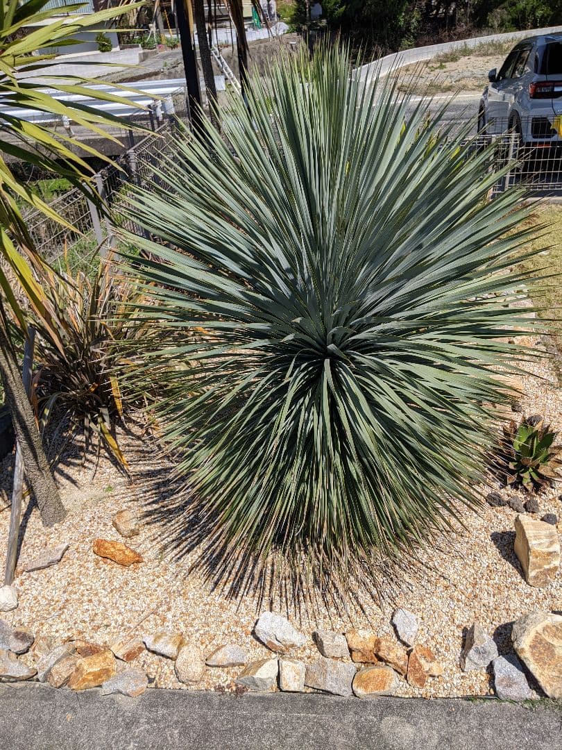 ユッカ　ロストラータ超大型　ファクソニアーナとセット売り