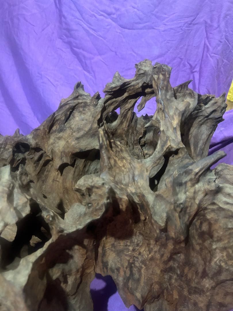 コエポン様　流木 自然形状　約80×50×47