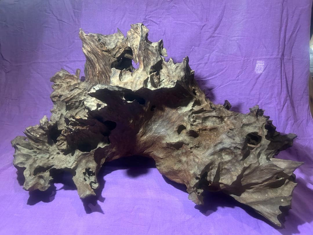 コエポン様　流木 自然形状　約80×50×47