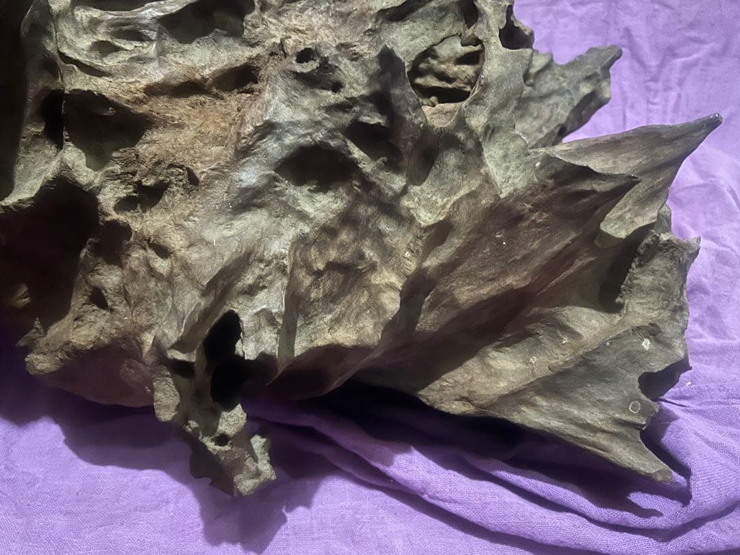 コエポン様　流木 自然形状　約80×50×47