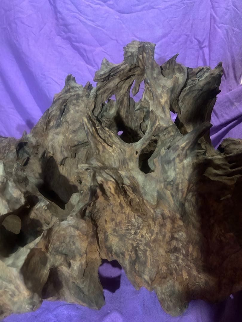 コエポン様　流木 自然形状　約80×50×47