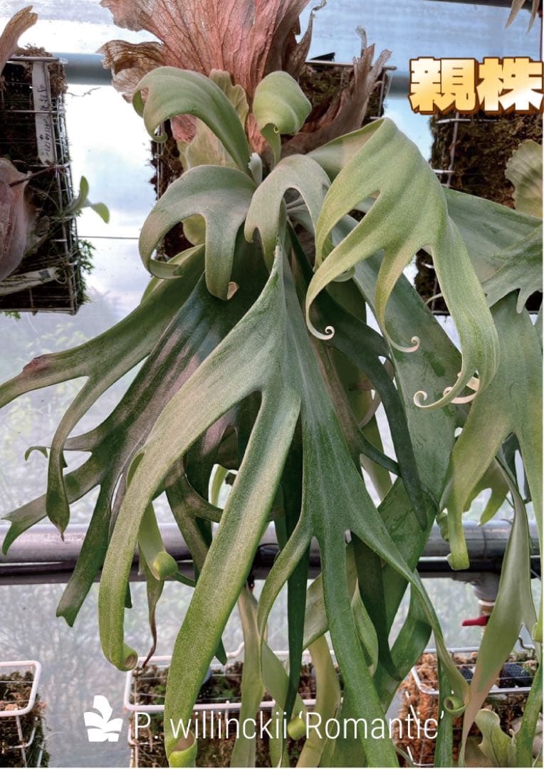 ビカクシダP.Willinckii Bulla, P.Romantic mix
