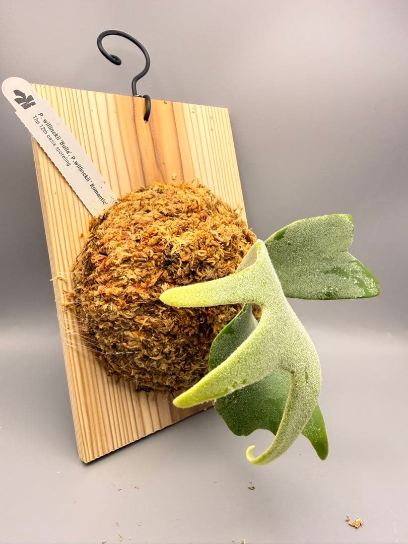 ビカクシダP.Willinckii Bulla, P.Romantic mix