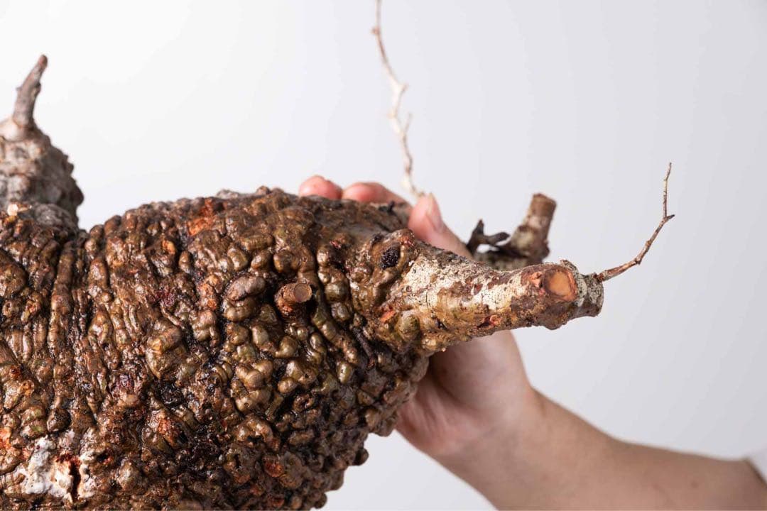 KP103 オペルクリカリア パキプス コーデックス ベアルート株　枝カット済み