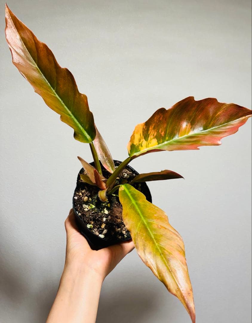 フィロデンドロン キャラメルマーブル Caramel Marble